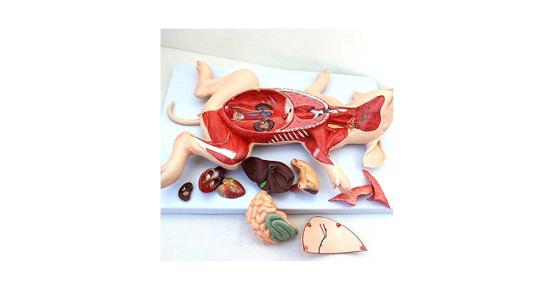 獣医微生物学 Amazon.co.jp: 獣医微生物学 : 関崎勉, 高井伸二, 堀本泰介